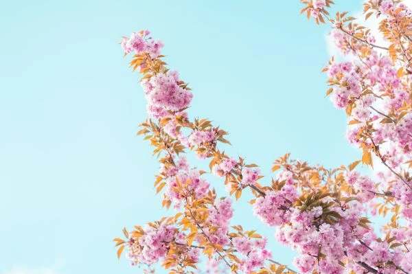 《贝儿公主的故事：当童话照进现实，我们读懂了什么》