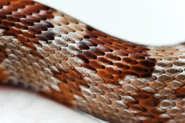 《兔子和猪故事：一场跨越物种的友谊带给我们的心灵震撼》