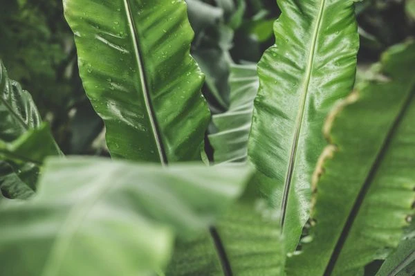 甲鱼与龙虾的生存哲学：一场关于生命韧性的深刻启示