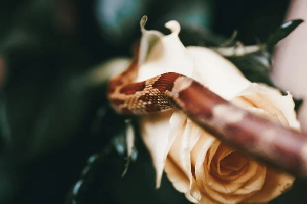 神偷手的传奇人生:从盗亦有道到灵魂救赎的深度解读