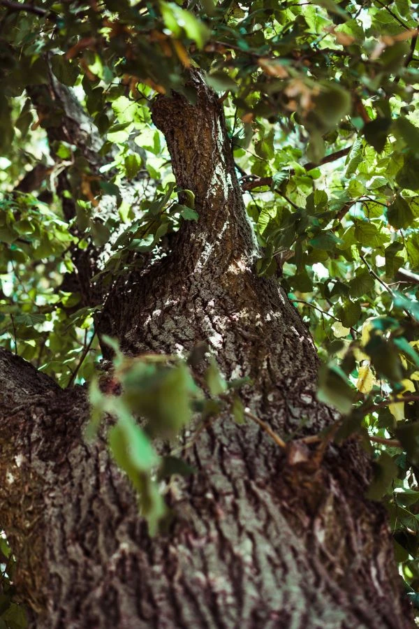 《血与火的海疆史诗：福建倭寇故事中的家国情怀与历史启示》