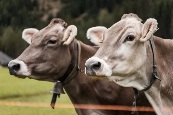 岭南记忆里的智慧之光:广州民间故事带给现代人的精神启示