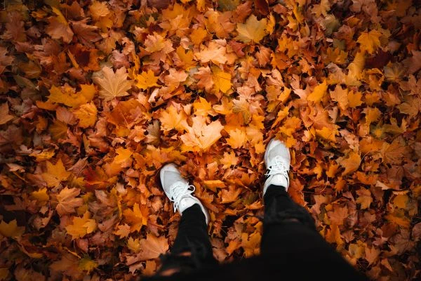 石竹花的芬芳:从民间传说到心灵治愈的永恒魅力