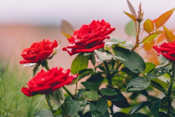 《好大的苹果故事：一场关于贪婪与满足的心灵对话》